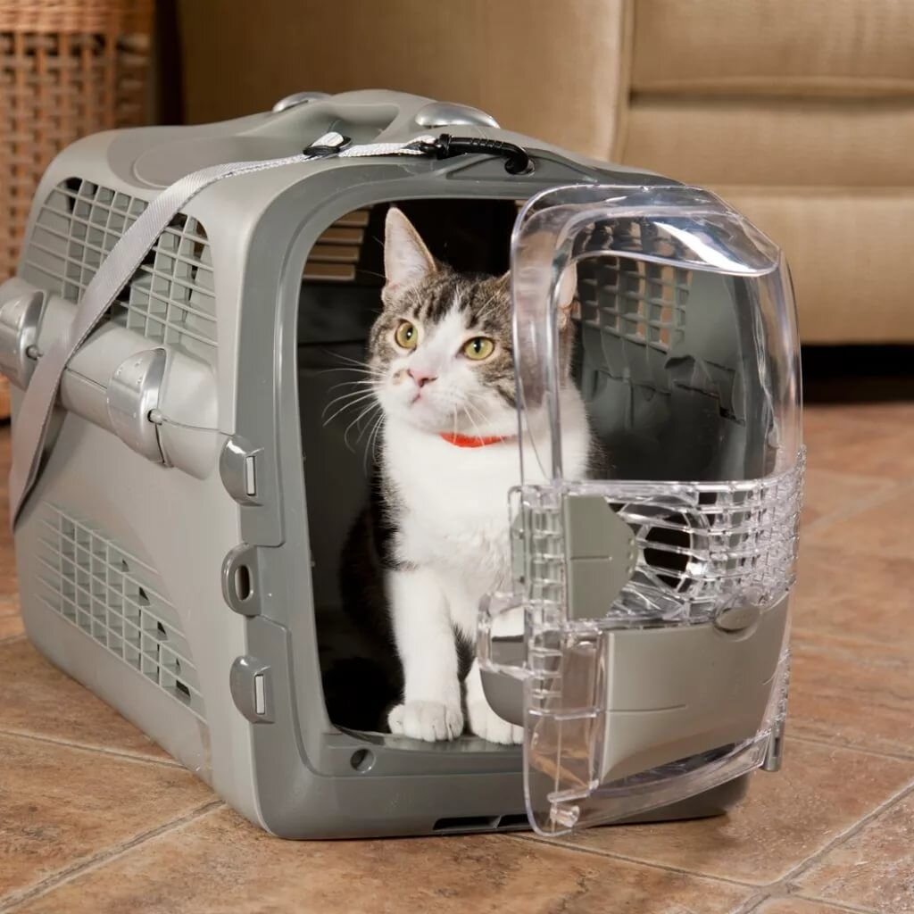Машинка для кошек купить. Pet Carrier 5 переноска. Кот в переноске. Перевозка для кошек. Переноска для кошек в самолет.