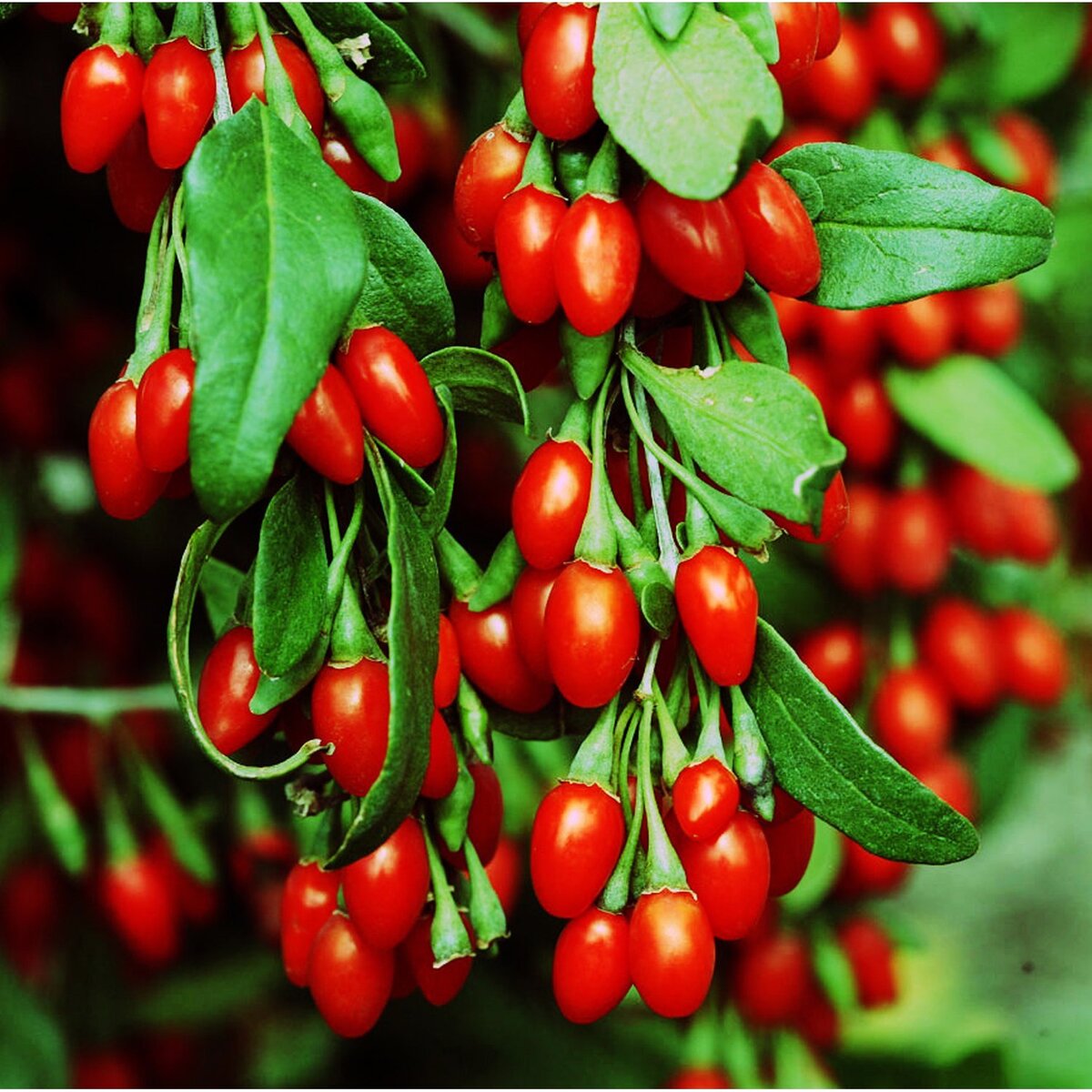 Дереза обыкновенная