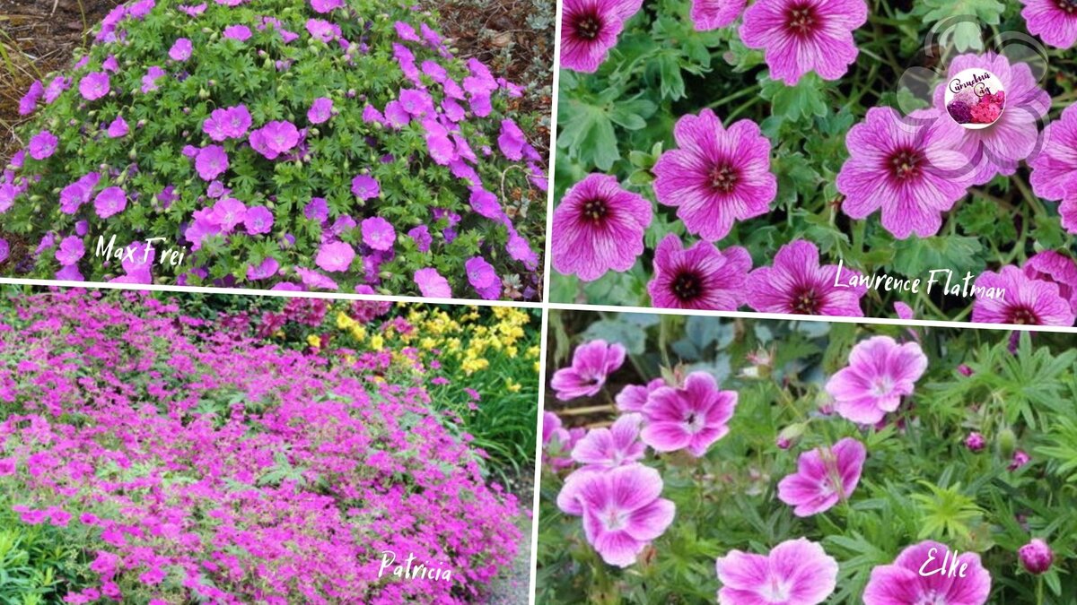 Яркие, устойчивые и неприхотливые - герани!