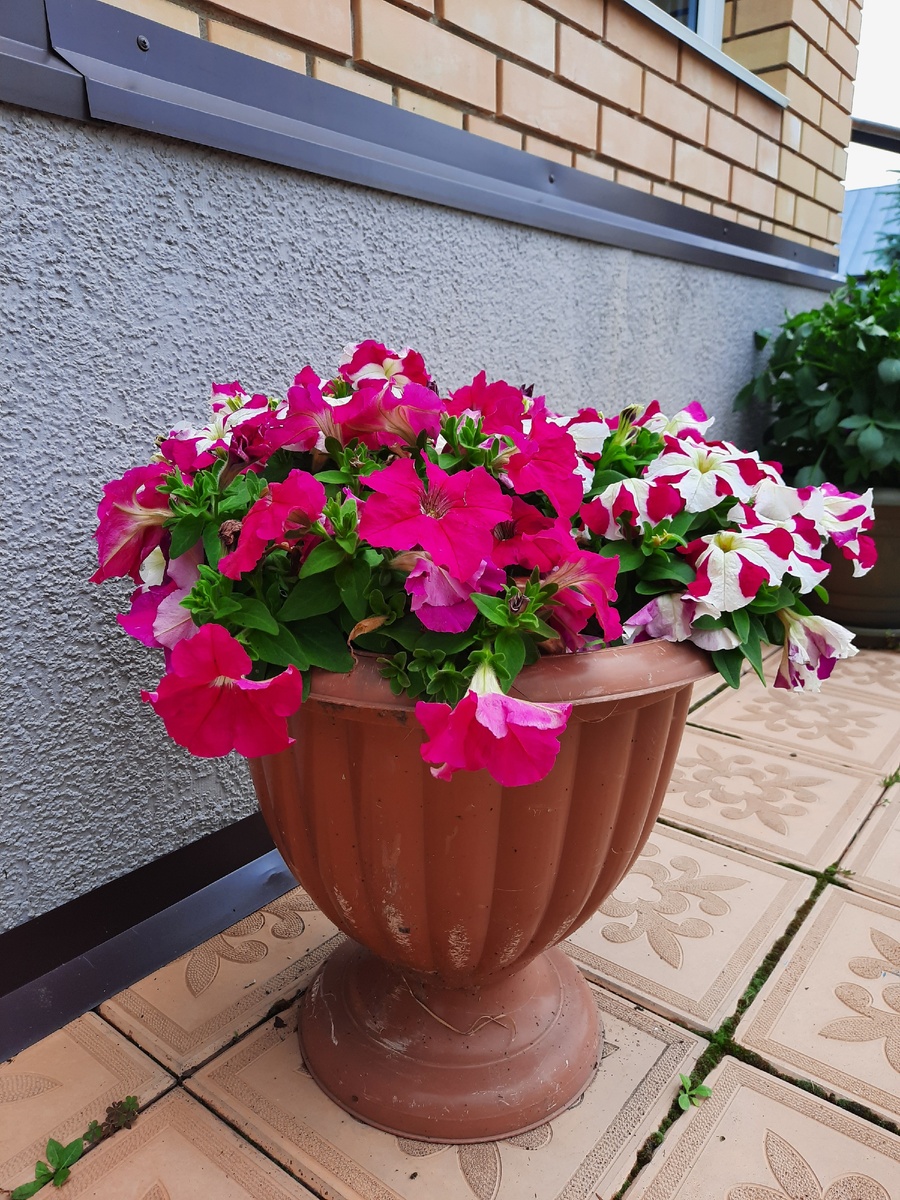 Петунии из @sadslubovyu