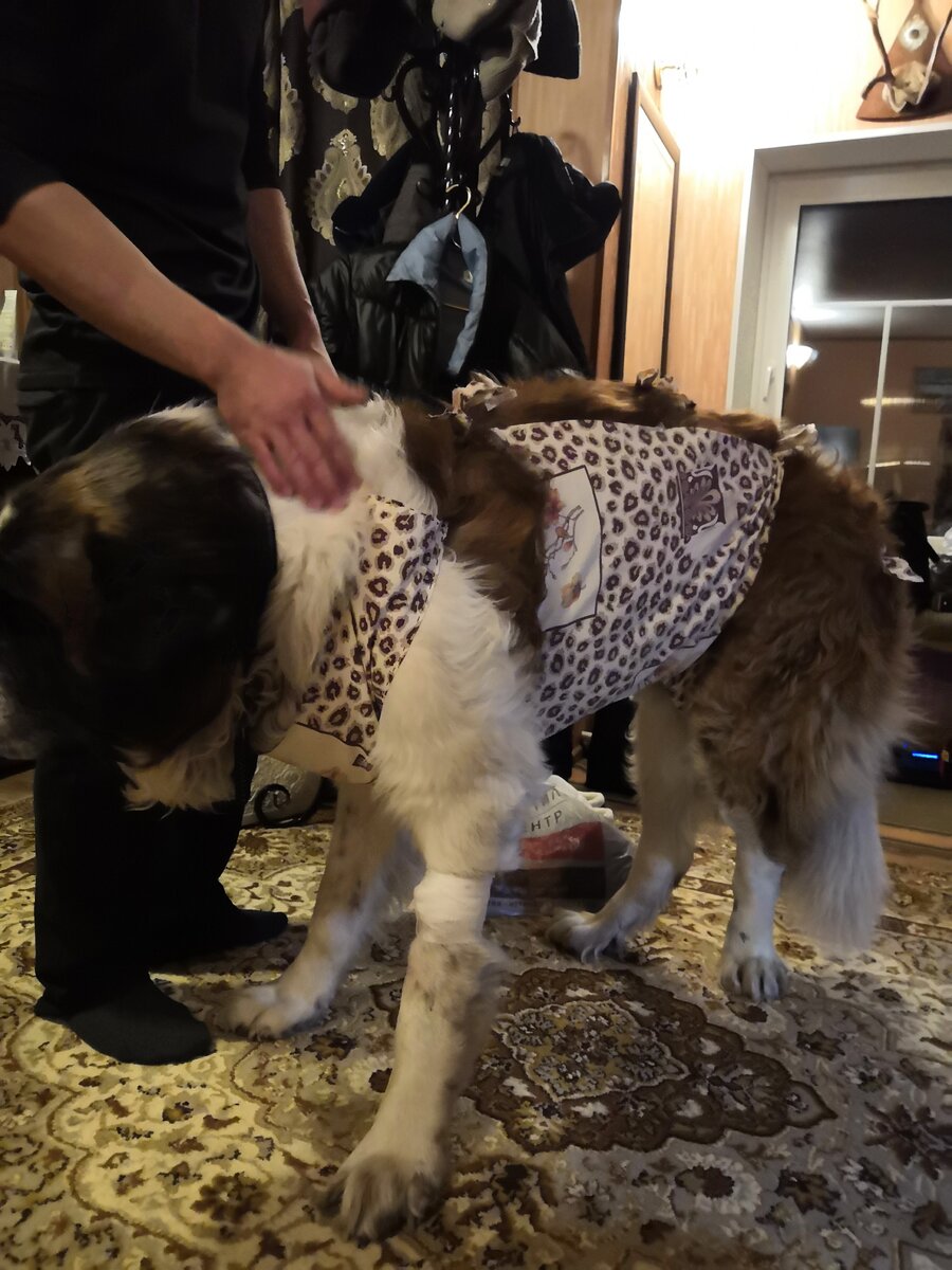 Попону сшили сами) 