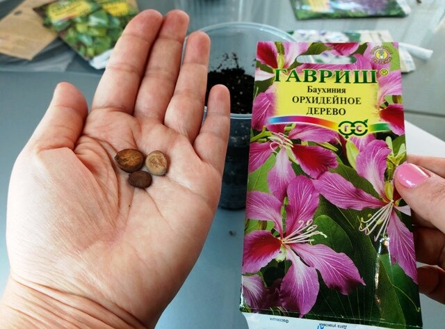 Комнатные растения, которые можно вырастить из семян