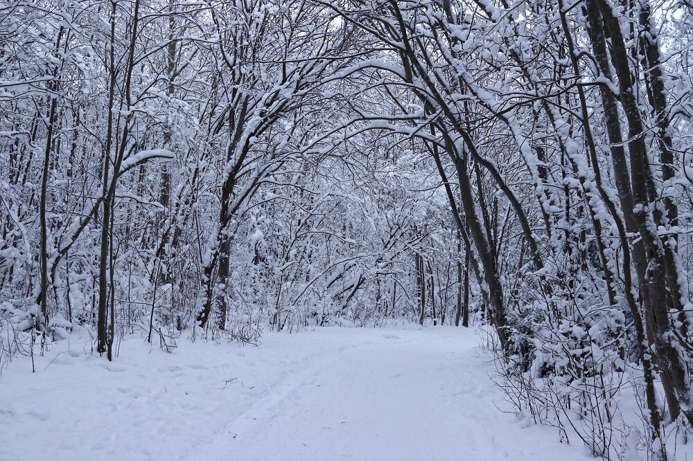 Деревья в снегу