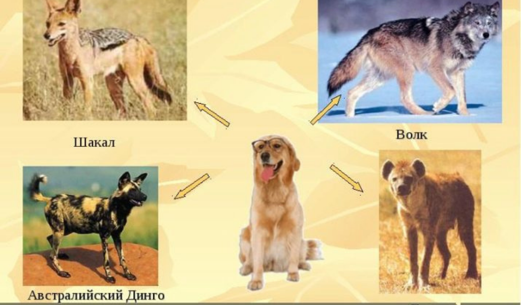 Породы собак биология. Дикий предок собаки. Предки современных собак. От кого произошли собаки. Дикие предки домашней собаки.