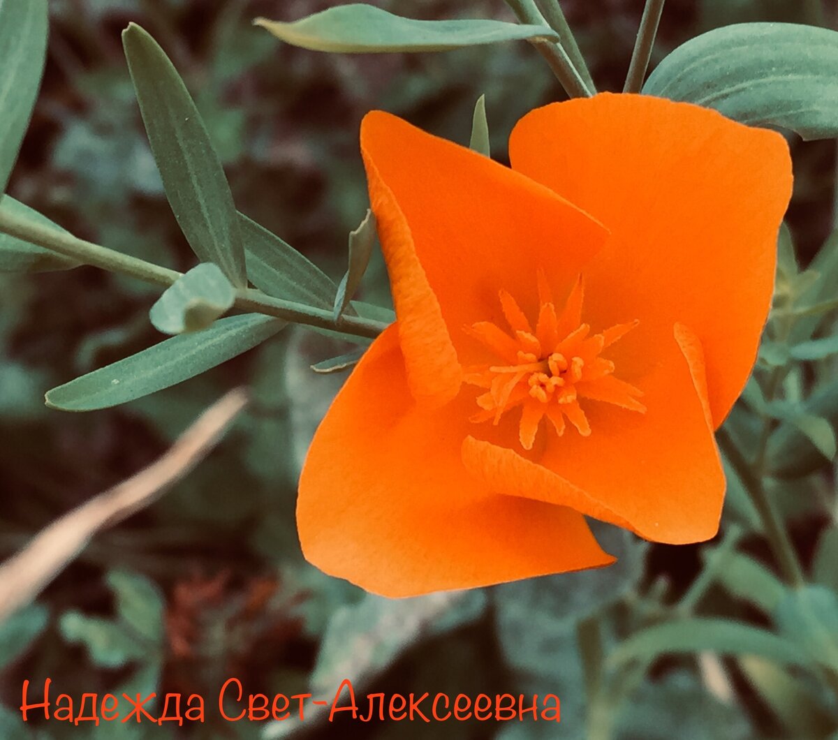 Цветы. Оранжевый. Листай галерею. Фото автора