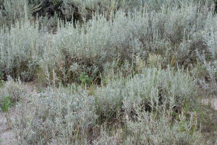 фото из интернета.