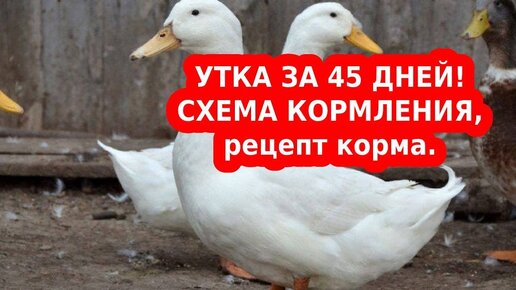 Утка бройлер СТАРТ 53