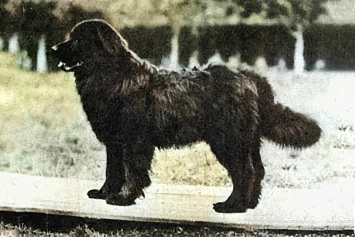 Отреставрированные мной фотографии из советских архивов. «Неизвестный водолаз».