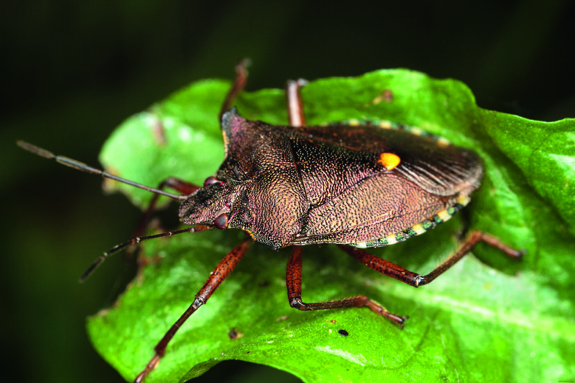 Клоп-щитник