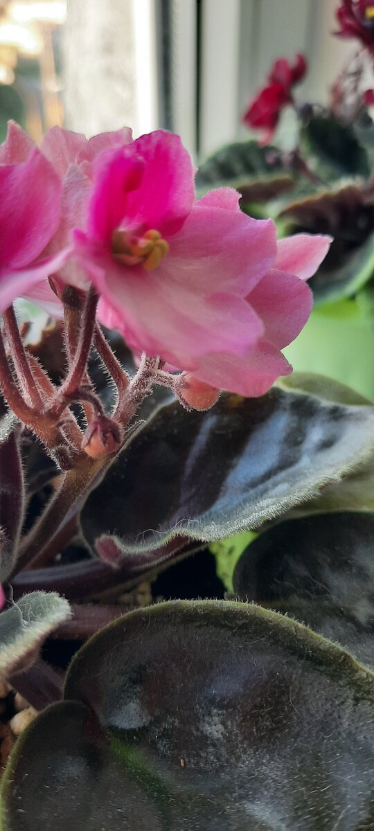 Белая пыльца на цветоносе.