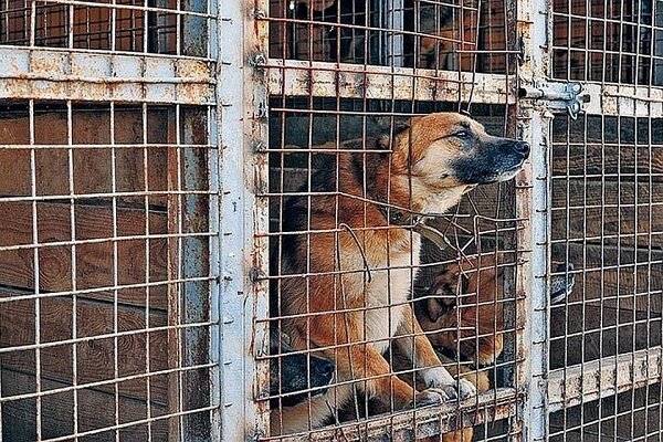 Собака в вольере. Фото spb.kp.ru