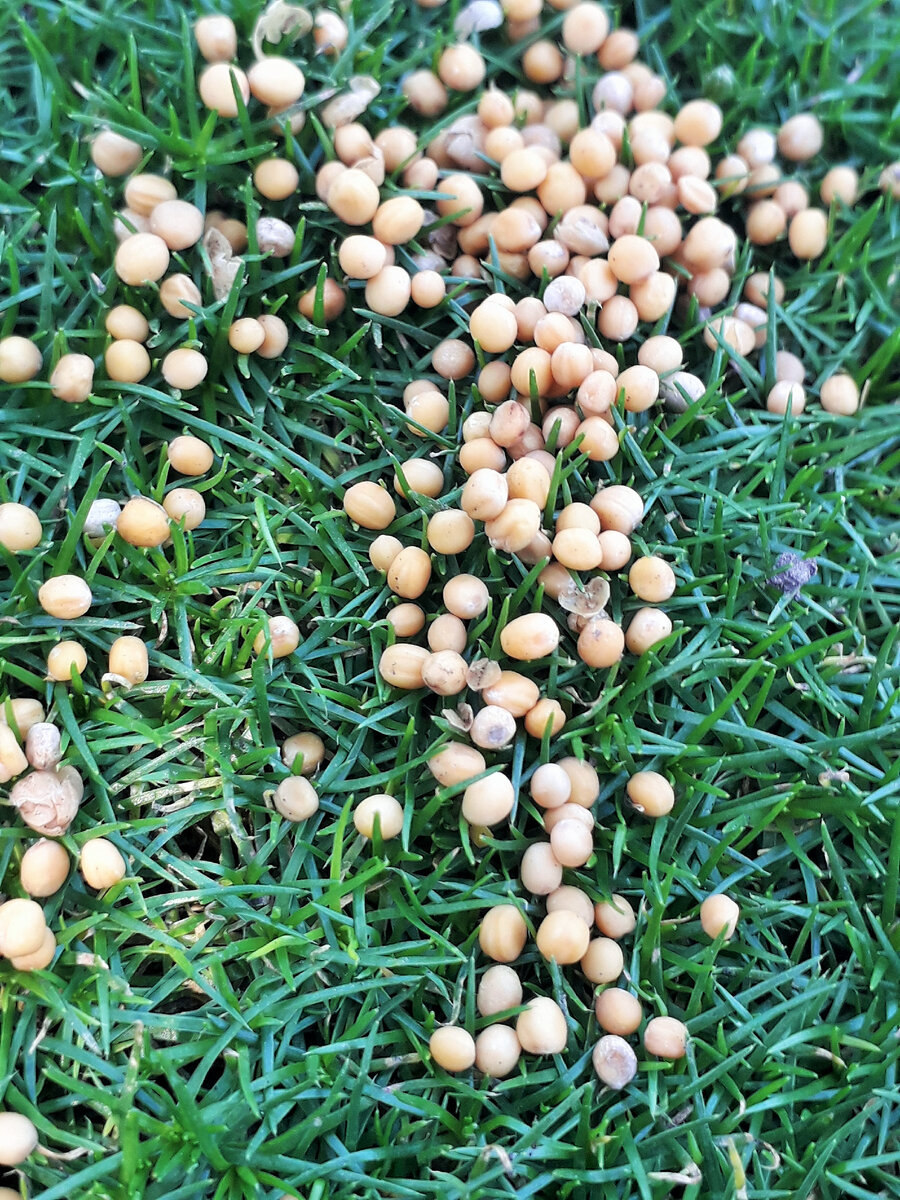 Сидераты - это плодородность почвы