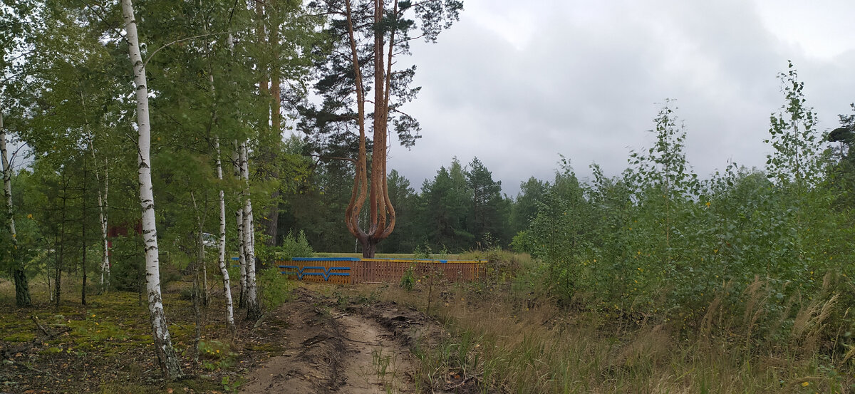 Сосна пятиствольная.
