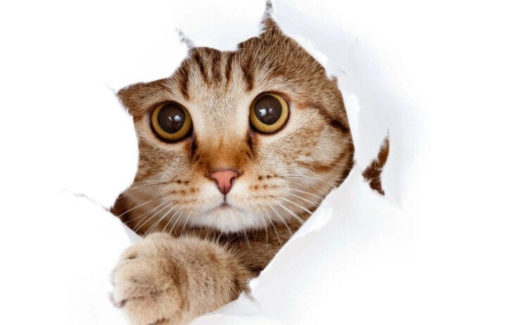 Арабская мау