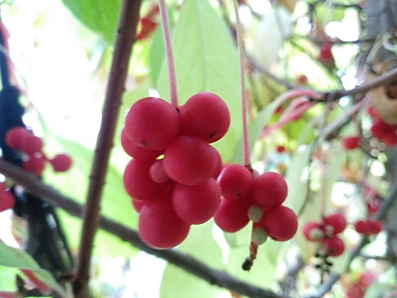 Красивые грозди