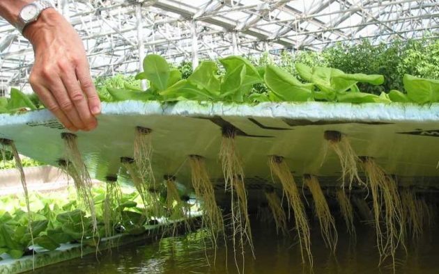 выращивание гидропоники