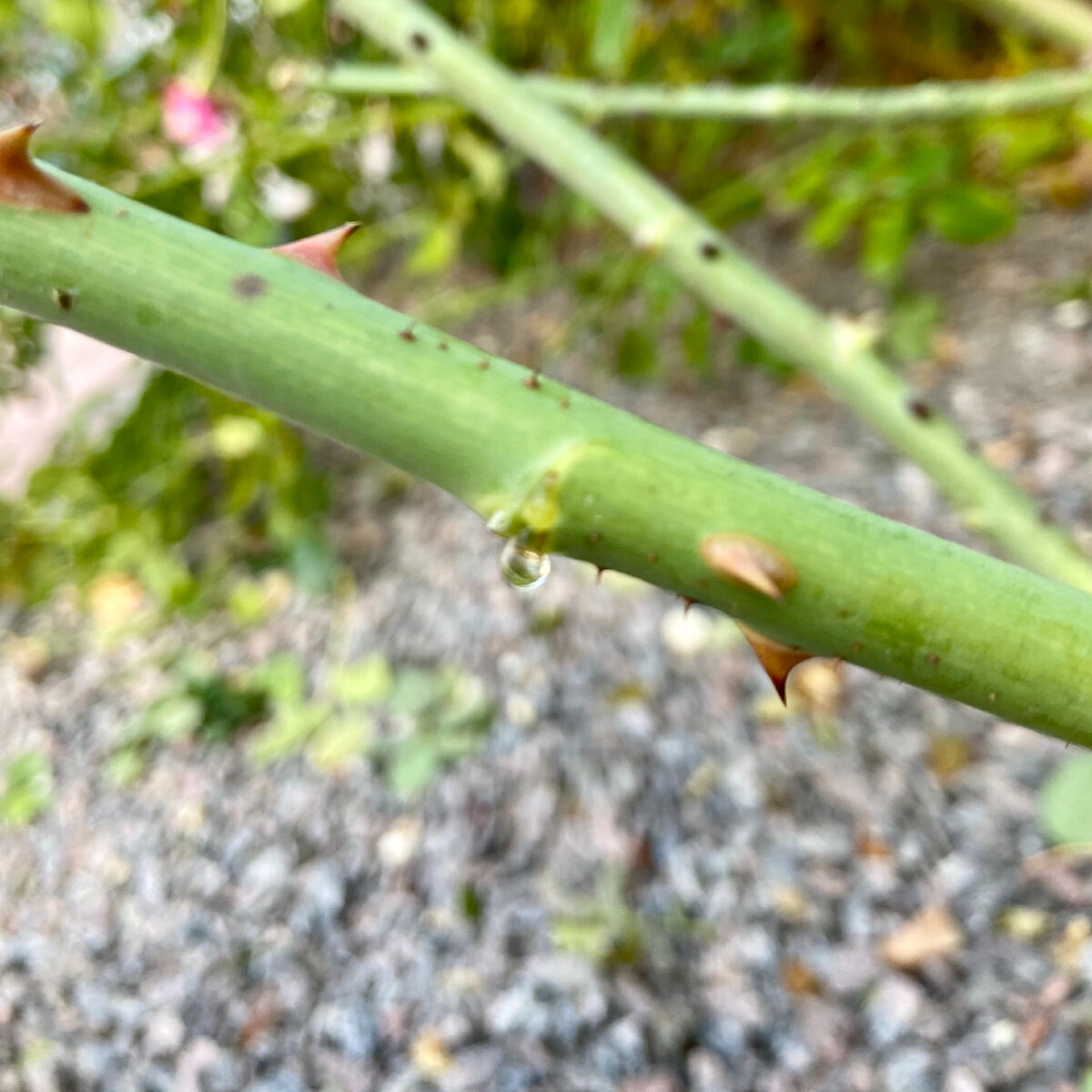 Эта фотография сделана 13 октября на Ю-В Подмосковья. Я решила воспользоваться хорошей погодой и начать пораньше обрезать и пригибать самые неподатливые плетистые розы. Срезы на стеблях и места обрыва листа сочились. Значит сокодвижение в розах не остановлено, и время обрезки ещё не пришло.