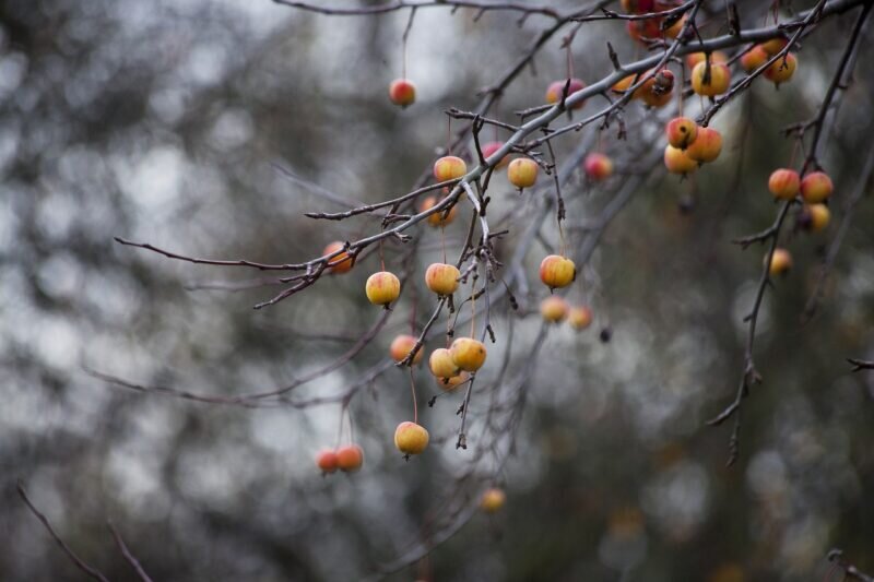 Фото: pixabay.com