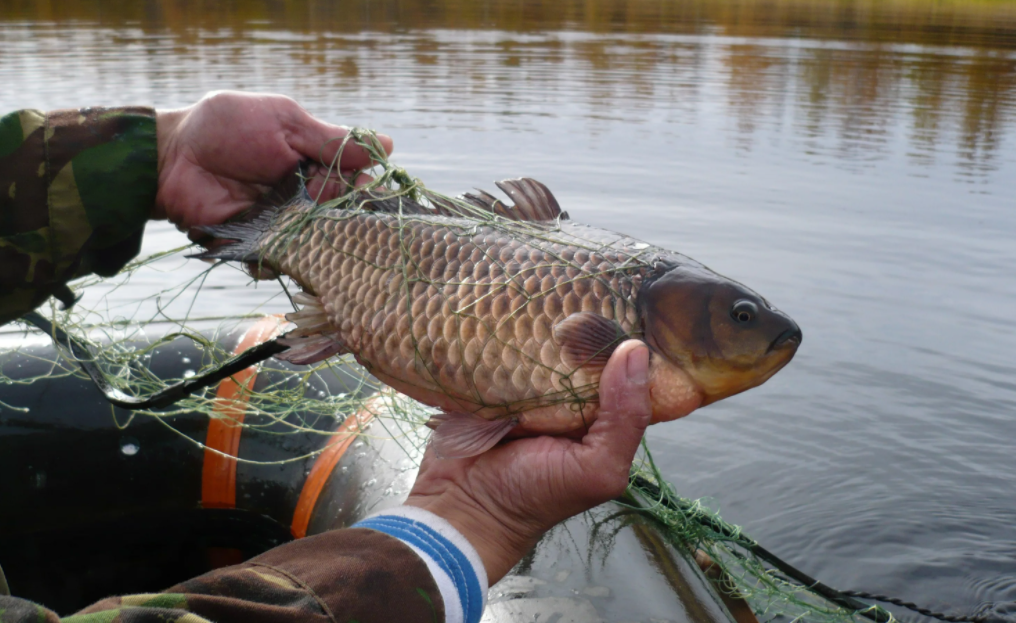 Фото с сайта hntr.ru