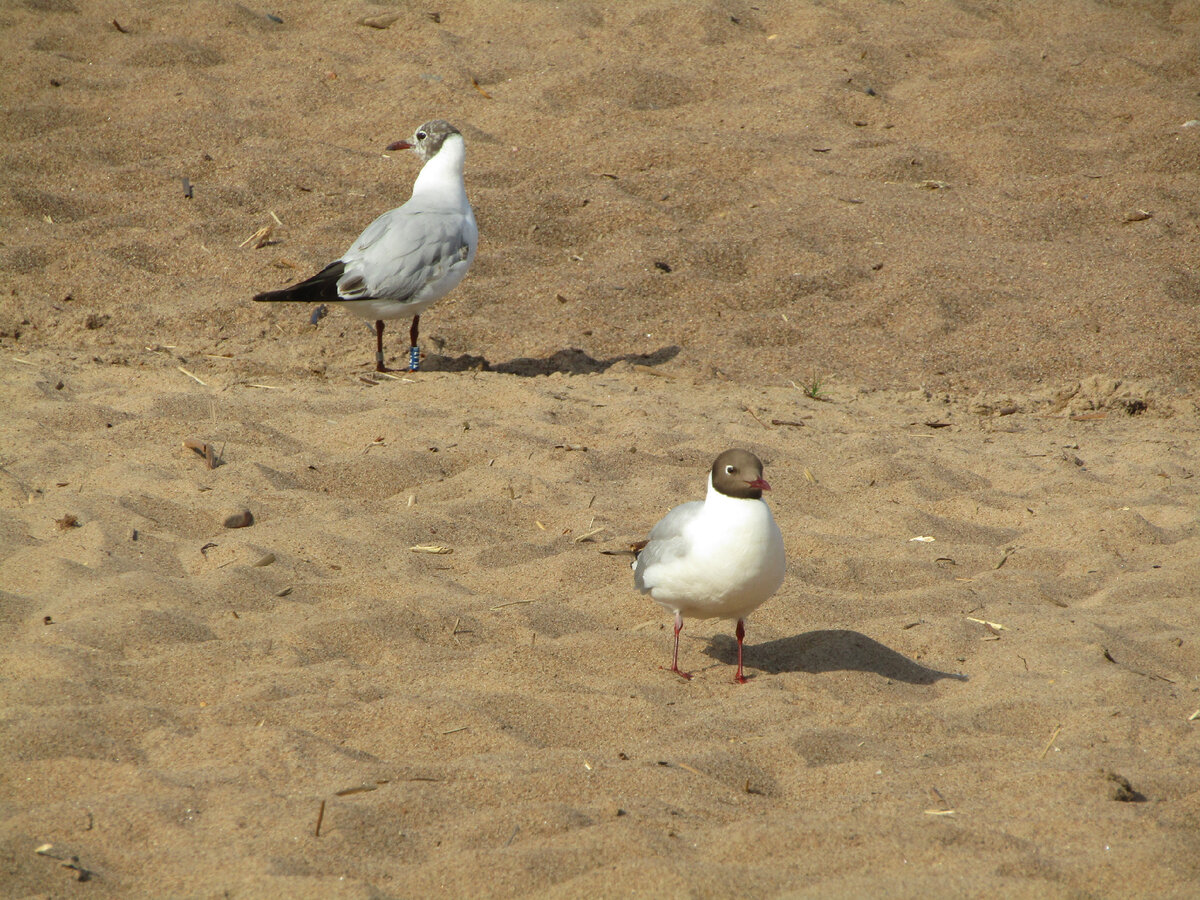 Синее пластиковое кольцо заметно издалека