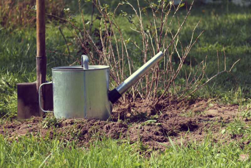 Обработка смородины