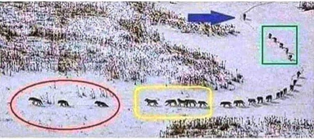 Волки стая. Идем в стае. Волки стая. Стая. Волк идет.