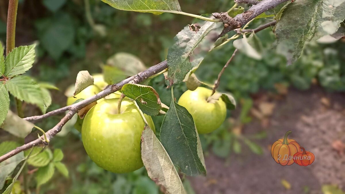 Красавица. (настоящего названия так и не знаем).