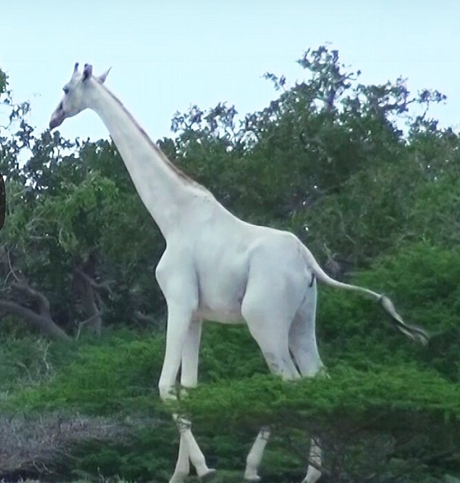 Белый жираф на прогулке