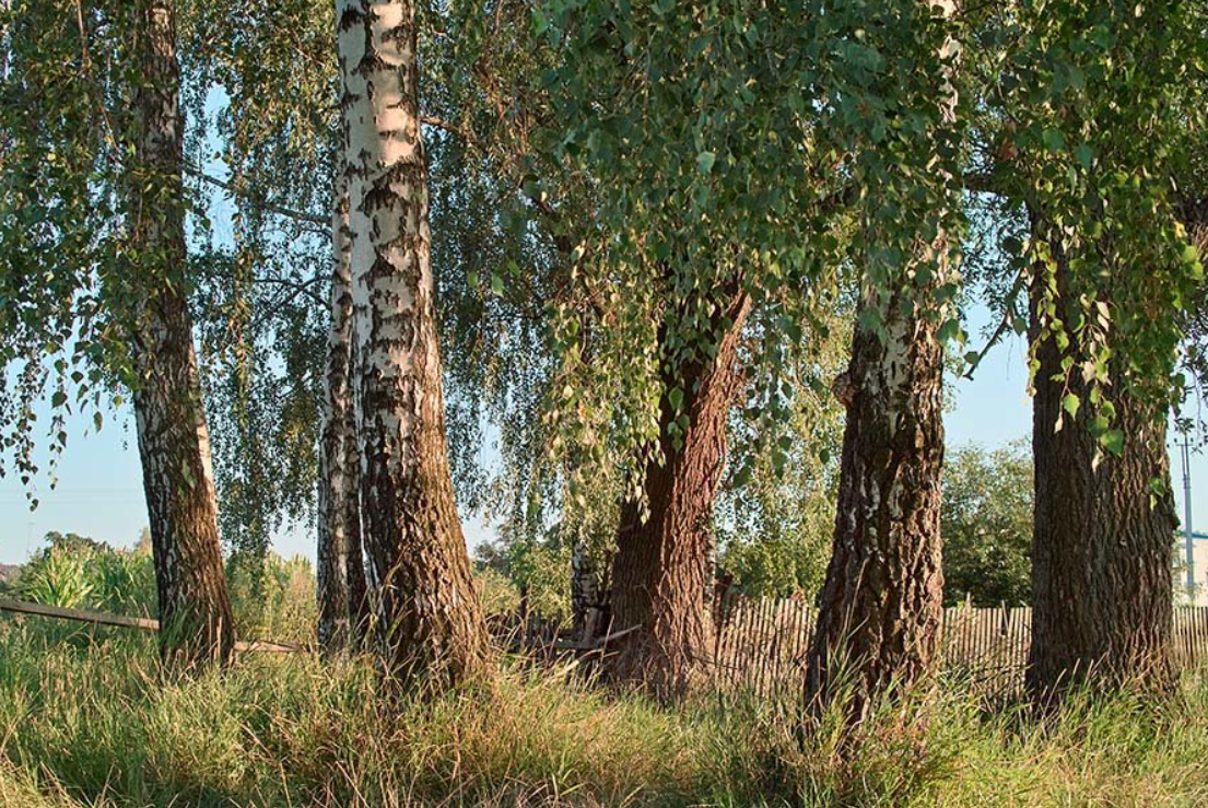 Осокорь дерево фото википедия