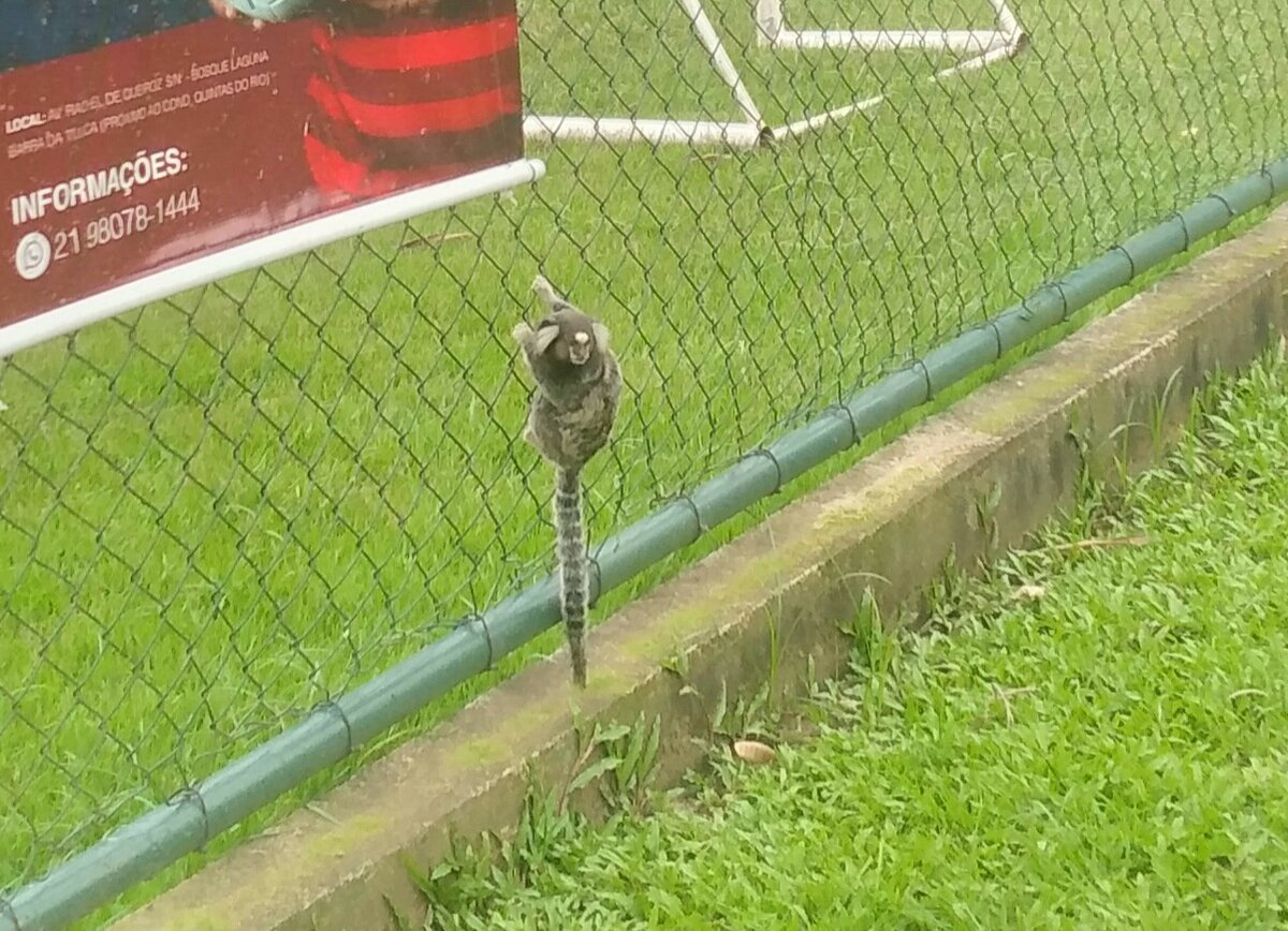 Микко в парке  за домом