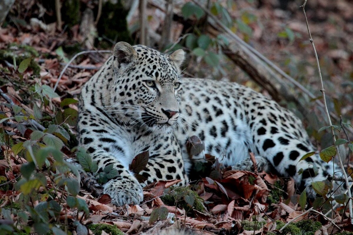 Official leopard. Переднеазиатский леопард. Сочинский парк переднеазиатский леопард. Переднеазиатский леопард Барс. Переднеазиатский леопард на Кавказе.