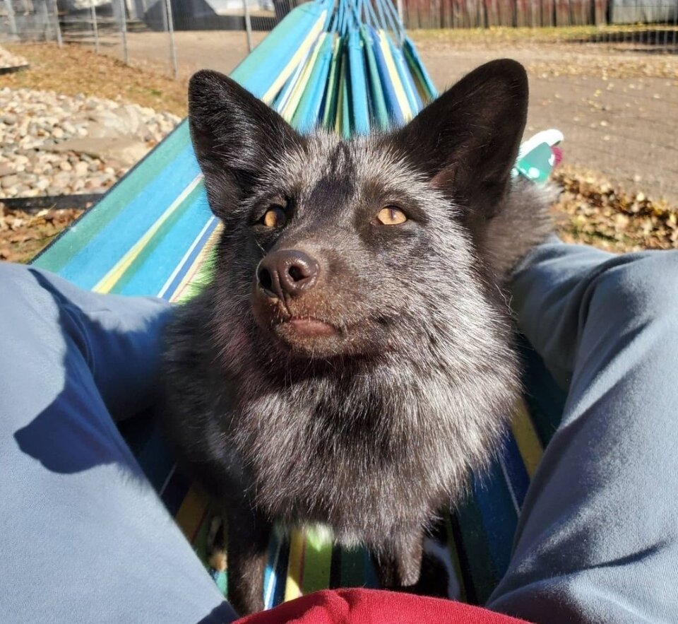 Маттиас любит проводить выходные в гамаке или на руках своей владелицы