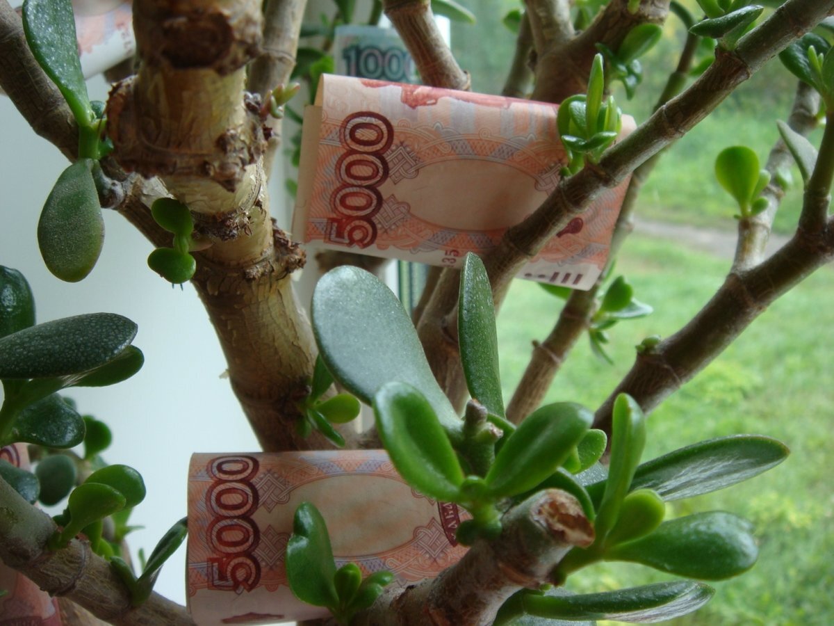 денежное дерево в интерьере квартиры