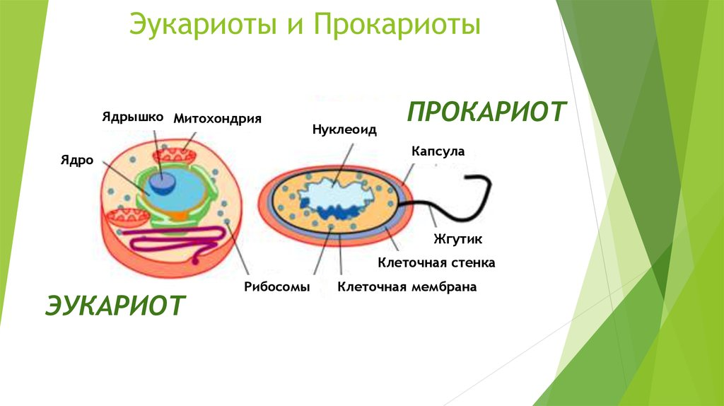 Выберите эукариотических организмов. Строение прокариот и эукариот рисунок. Строение прокариот и эукариот. Строение клетки прокариот и эукариот. Строение клетки бактерий и эукариот.