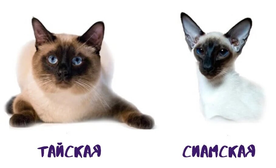 Характер