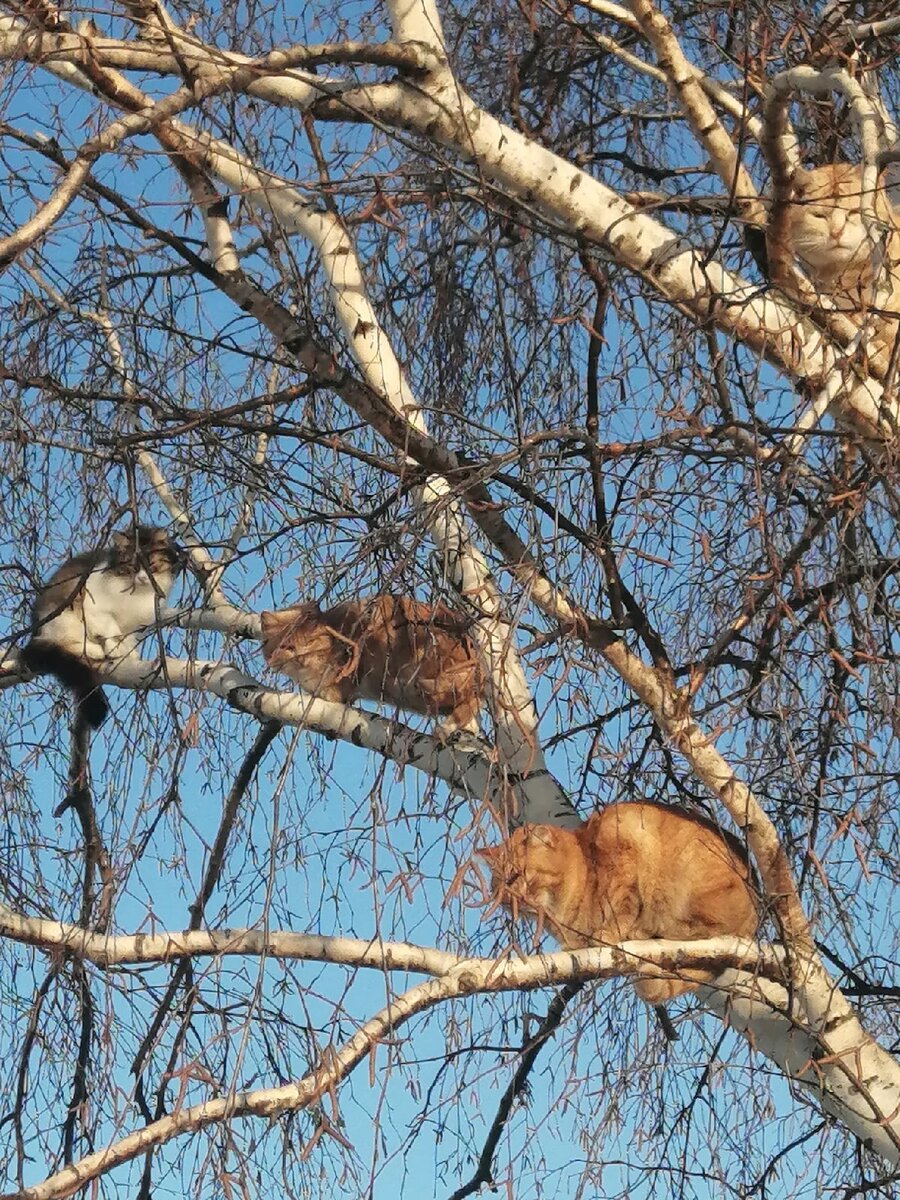 Коты прилетели!значит весна!!!!