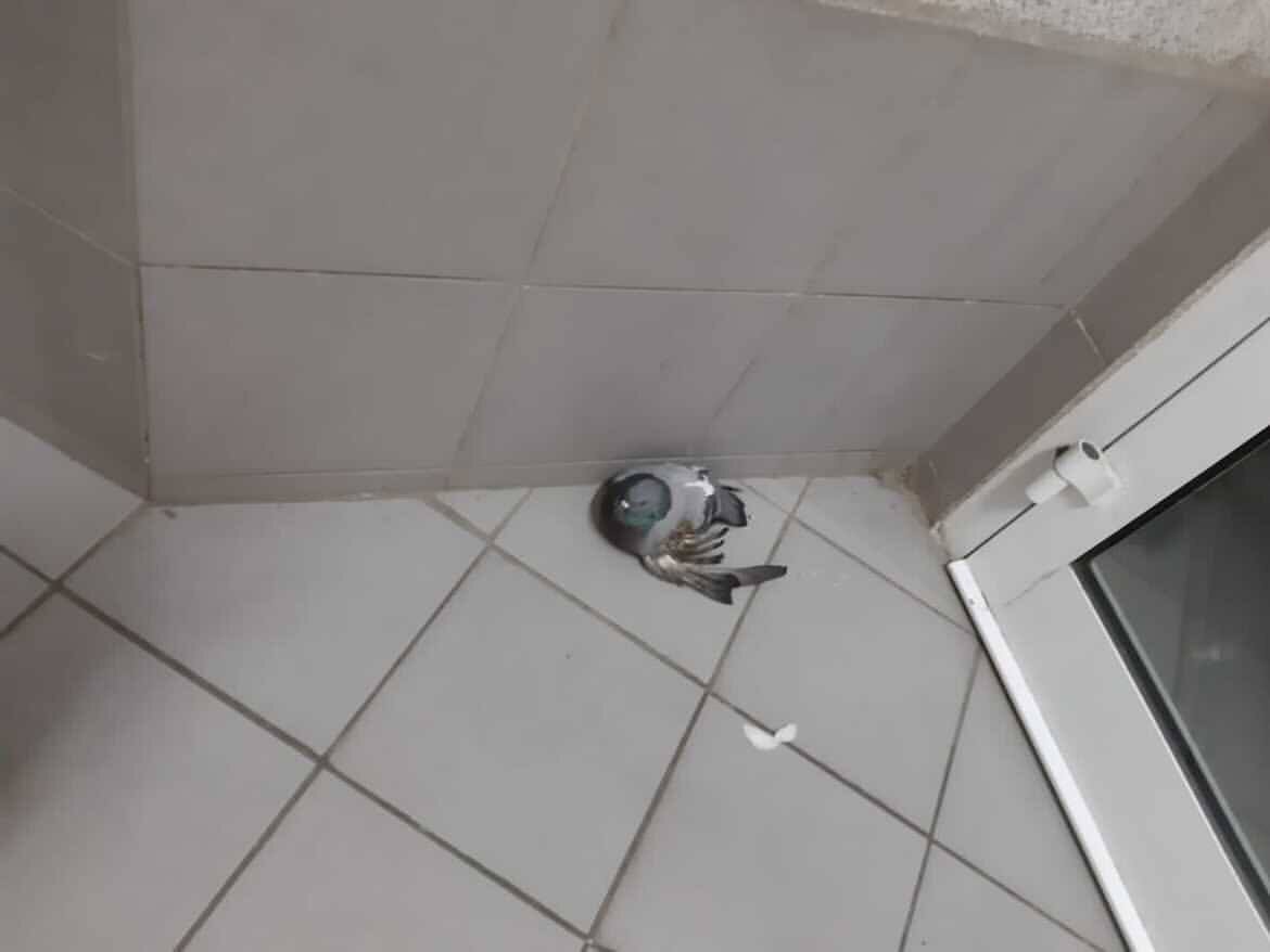 Фото голубя, которое мне прислали.