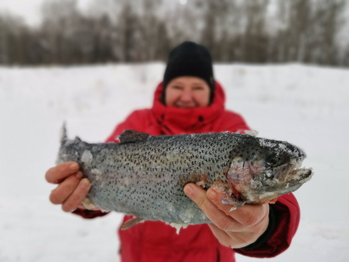 Форель со льда