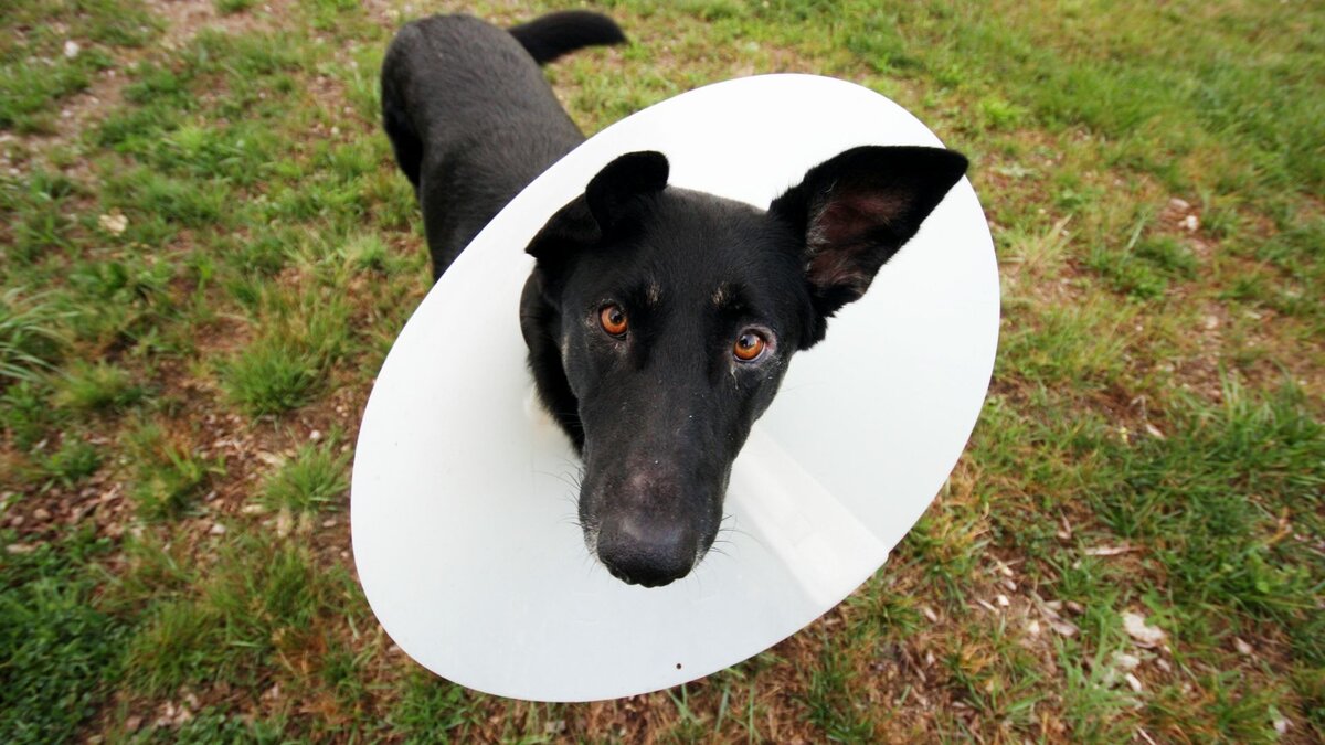 Собака в ветеринарном воротнике