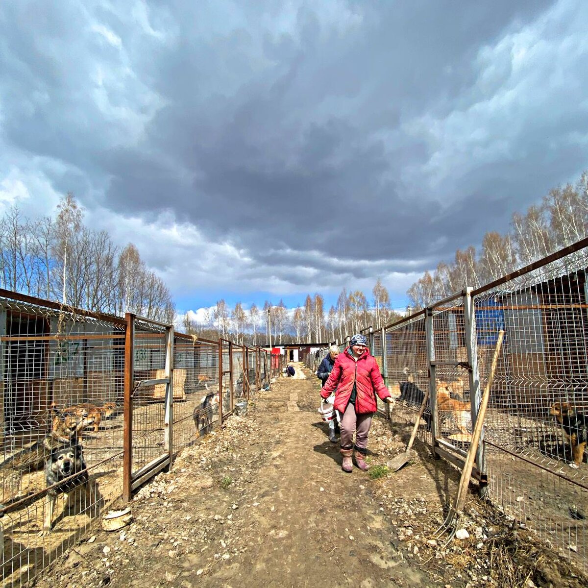 "Душа бродяги" частный приют