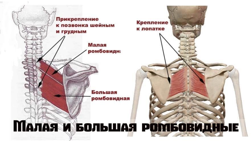 Ромбовидные мышцы