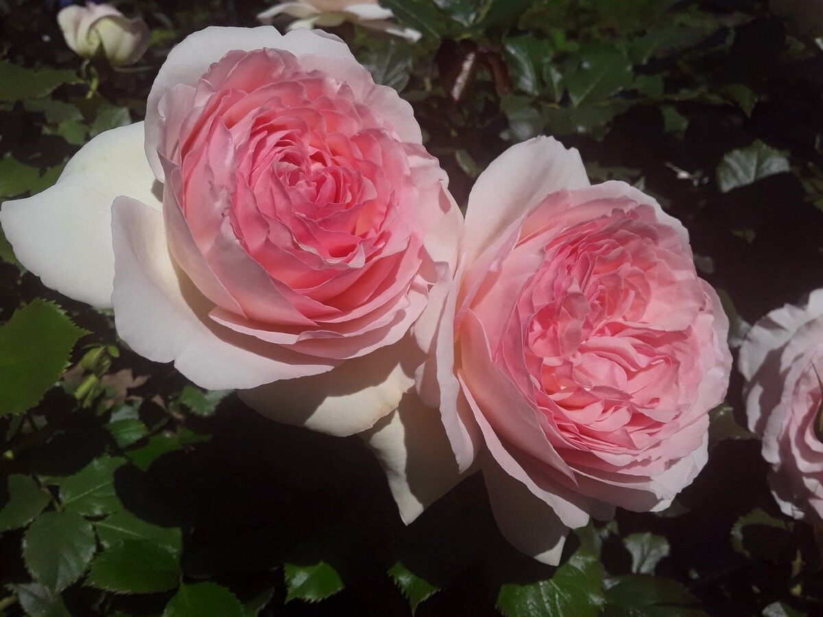 Пик раскрытия бутона