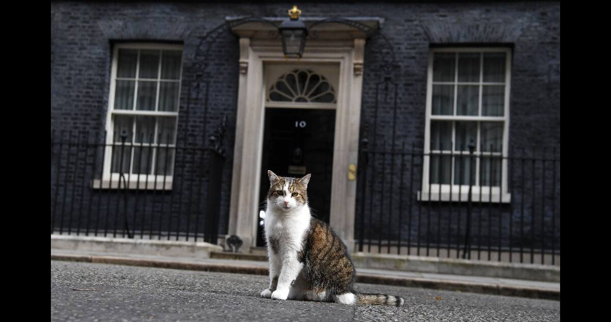 Кот Ларри, который отправил Джонсона в отставку. Фото из открытых источников