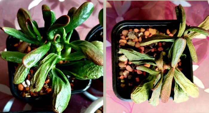 Вот они, эти несчастные Хоббиты. Вот чего им не хватало?