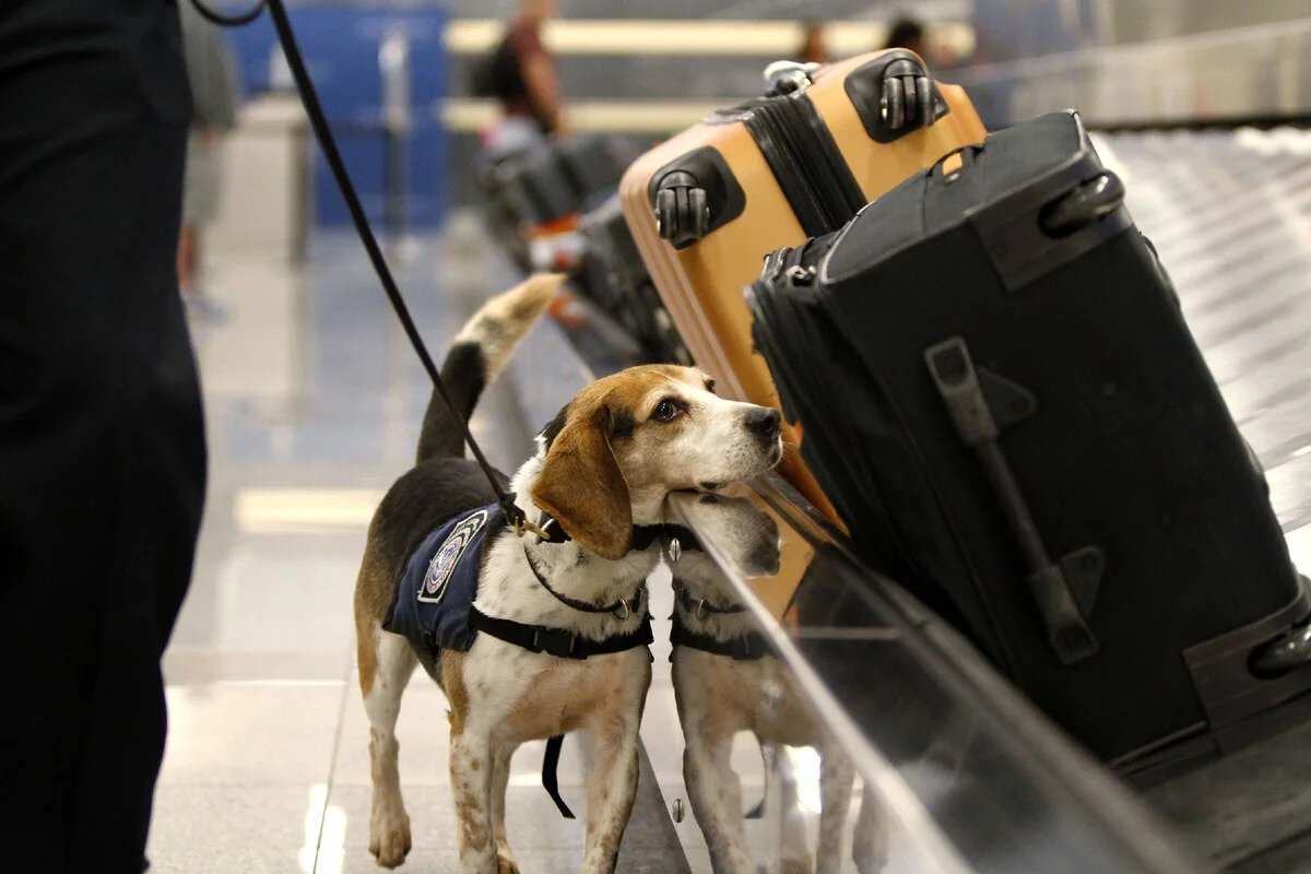 Собаки таможенной службы.