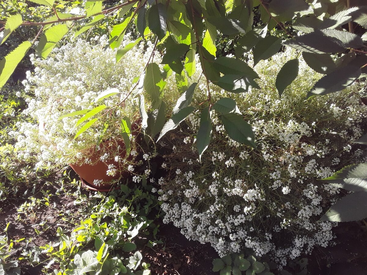 Алиссум спасается в тени и на него попадает только утреннее солнце