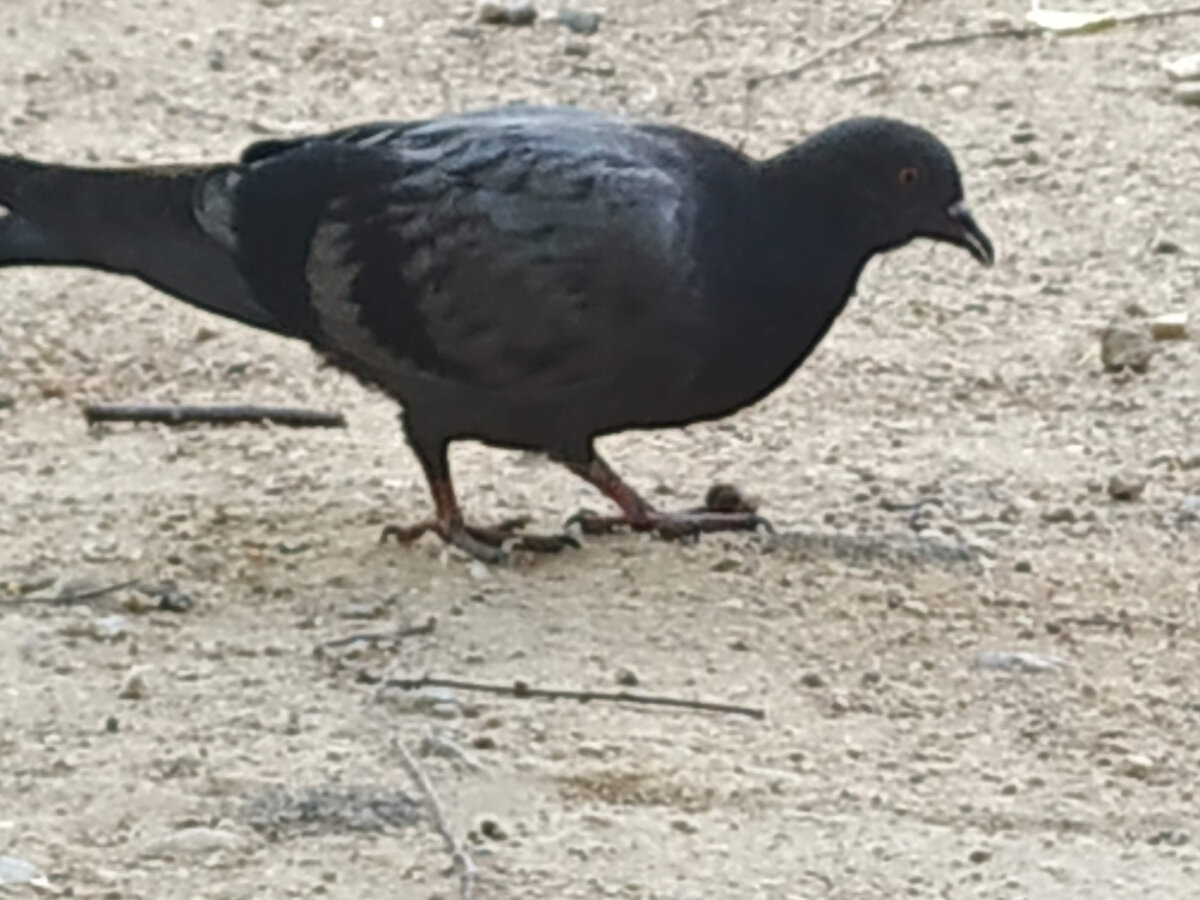 Цыганёнок быстро освоился и стал своим в стае соотечественников