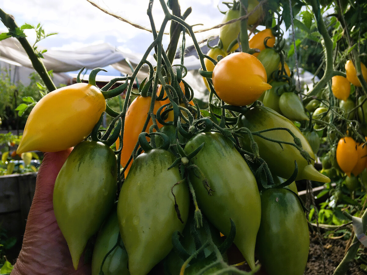 Есть такие сорта томатов, о которых нужно рассказывать всем. Они урожайны, устойчивы к заболеваниям, дают вкусные и сладкие помидорки, а еще отлично растут и плодят как в теплице, так и в ОГ.-4