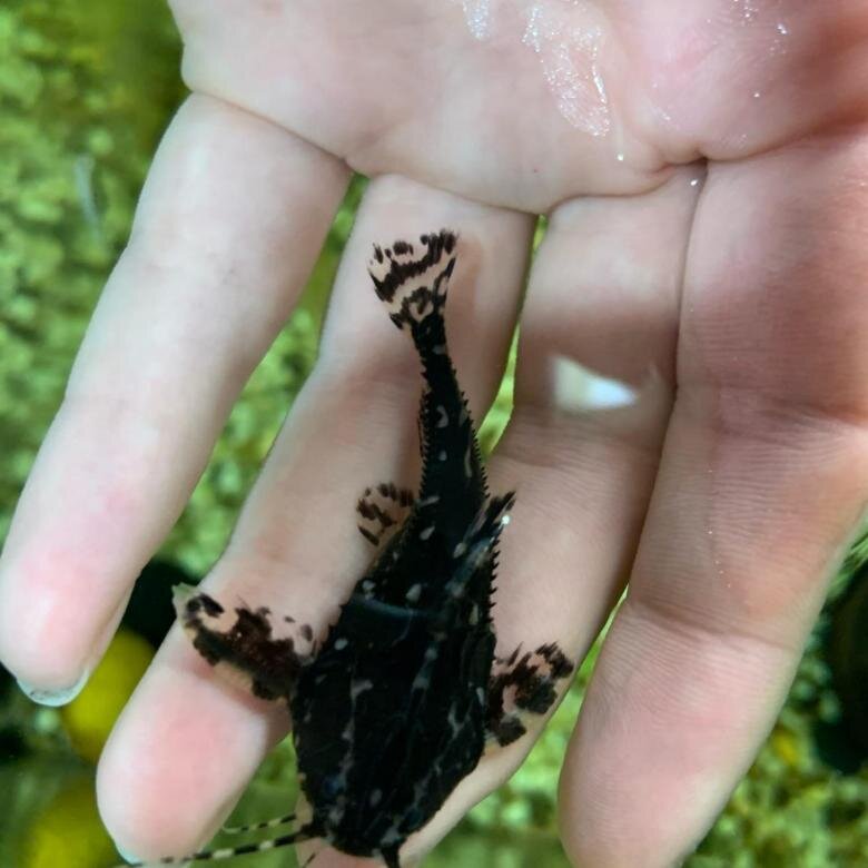 Малыш Агамикс Звездчатый. Источник: Яндекс Картинки.