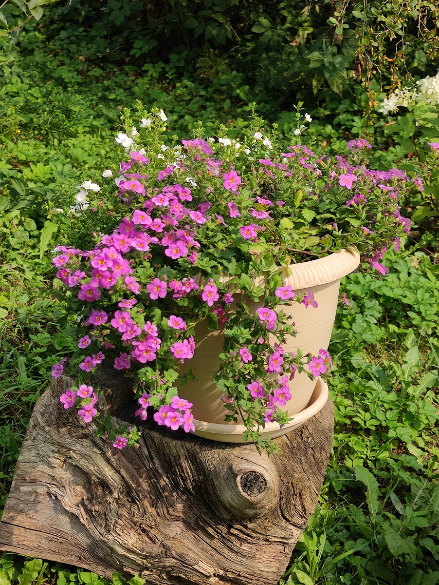 Два растения, посаженные в одно 10ти литровое кашпо. Чувствуют себя прекрасно. Через 1,5 месяца после посадки черенка. 